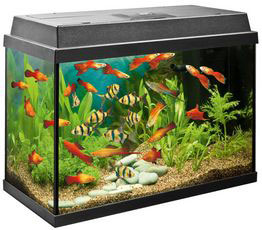 Fish Tanks and Aquaria