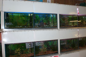 Tropical and Cold Water Fish SW London