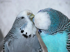 budgies