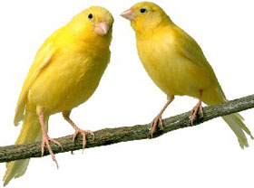 Canaries