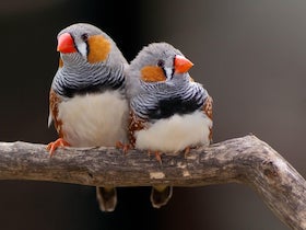 zebra-finches