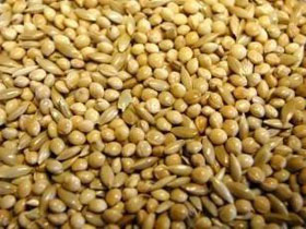 Quality Loose seeds for birds