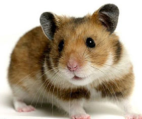 hamster